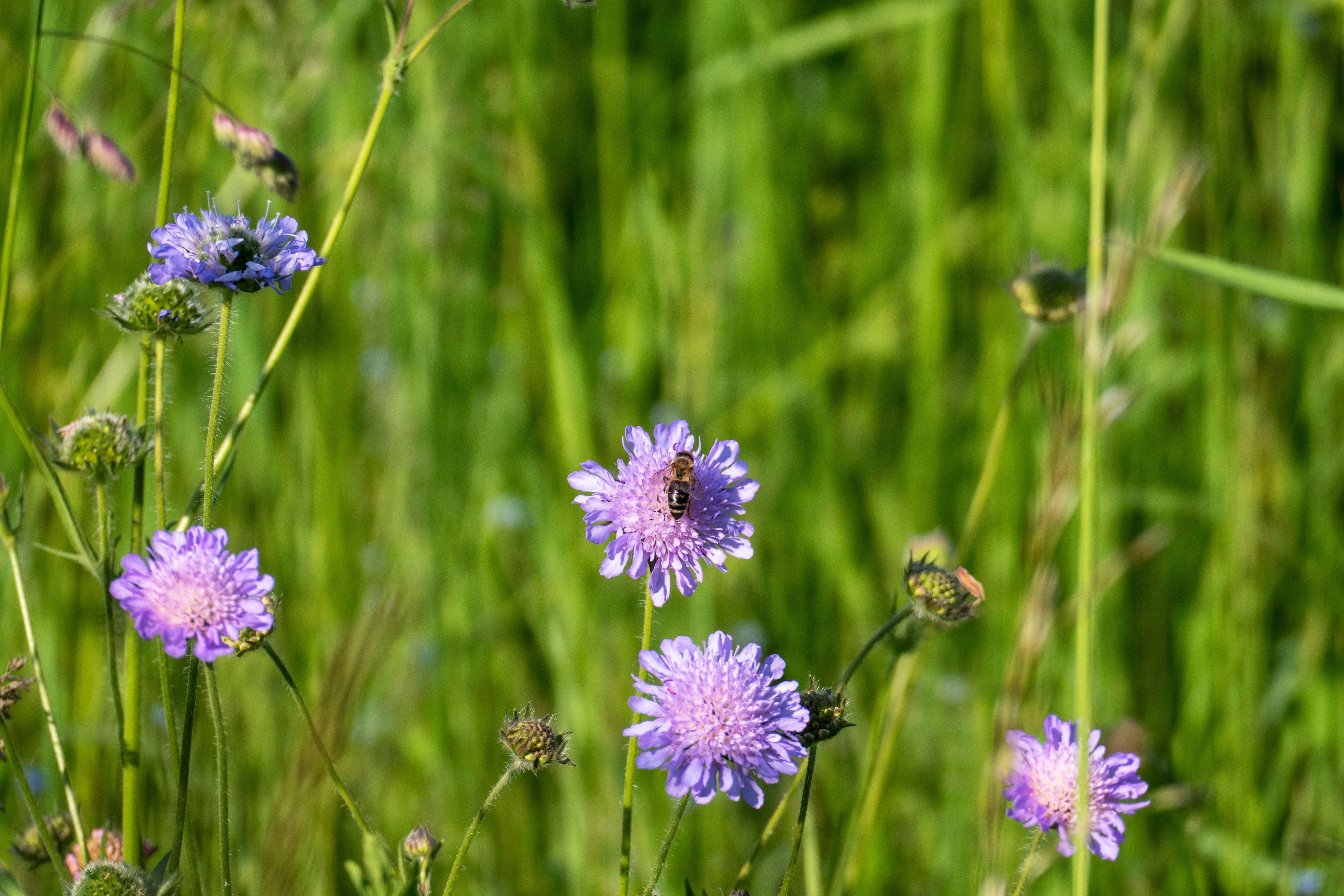 Biodiversiteit